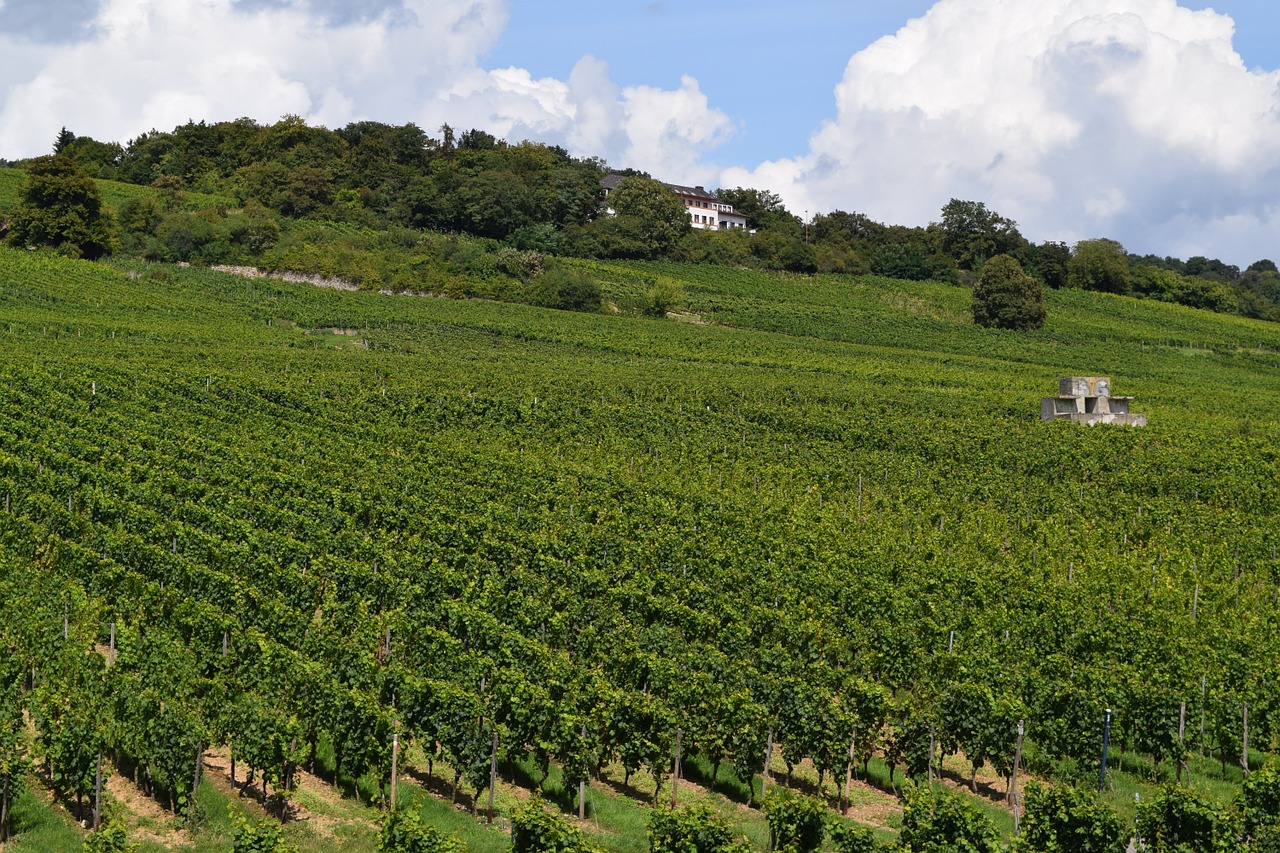 vineyard rheingau slope free photo