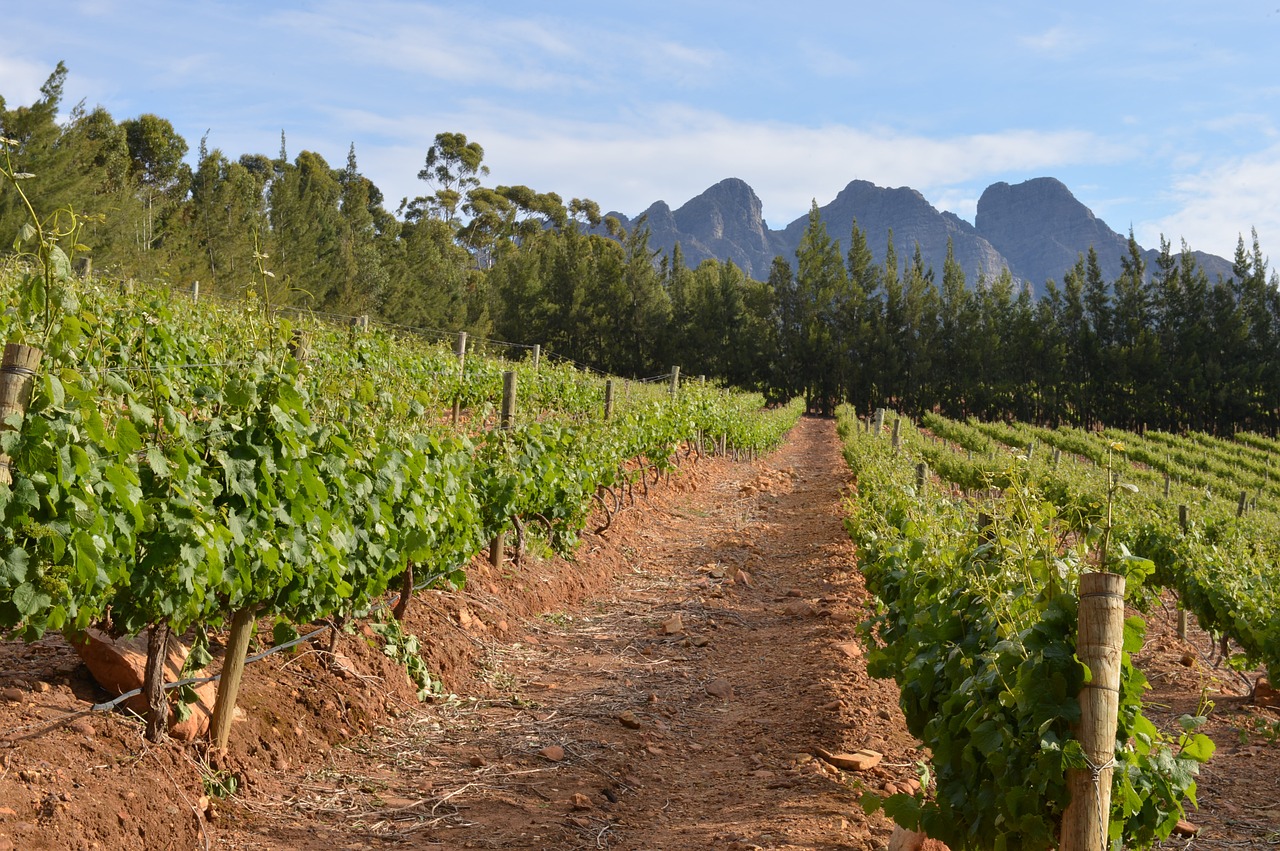 vineyard cape town south africa free photo