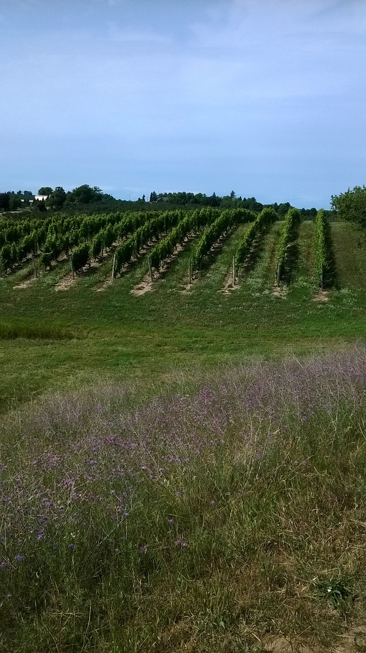 vineyard summer agriculture free photo