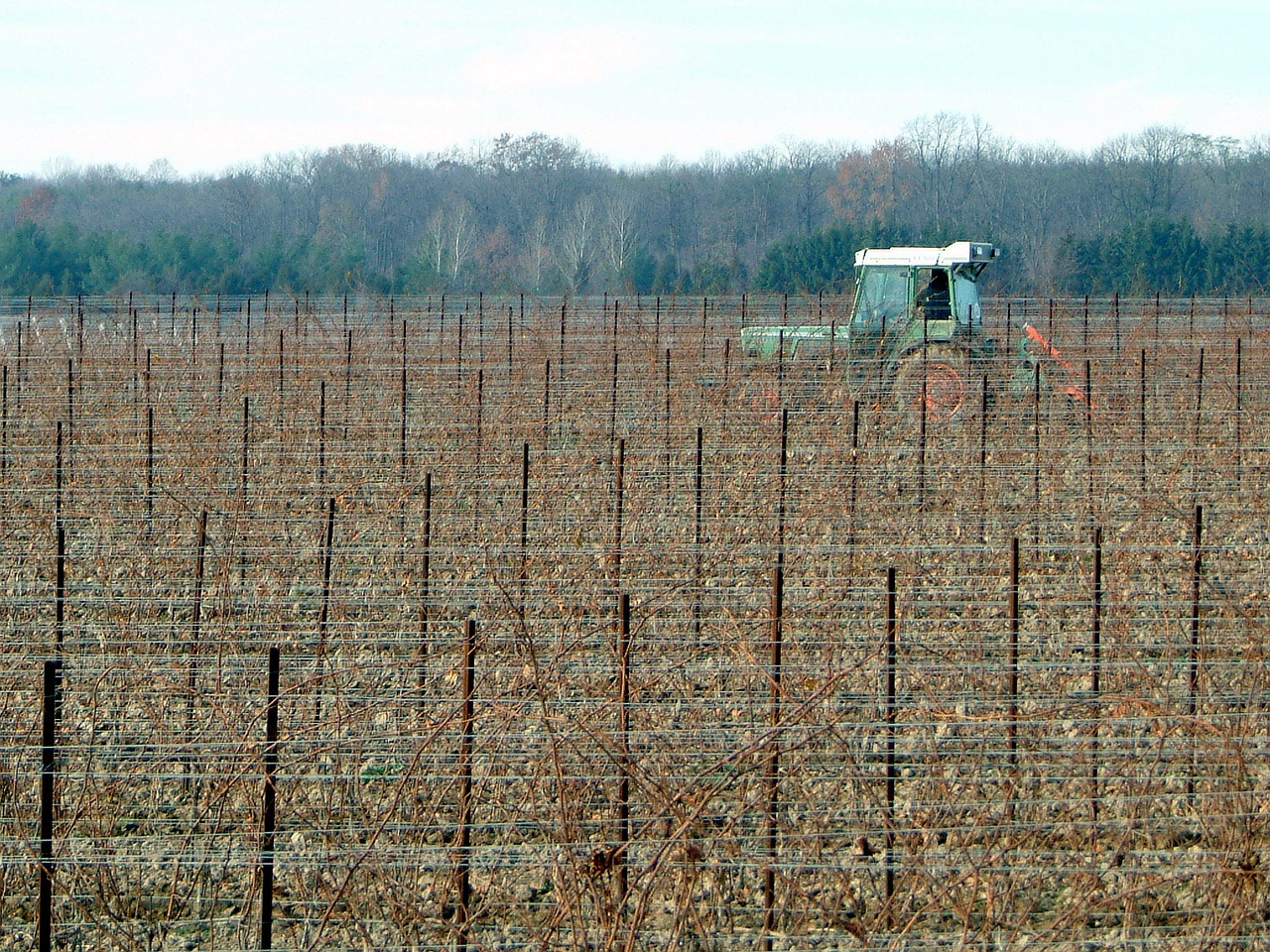 vineyard agriculture farming free photo