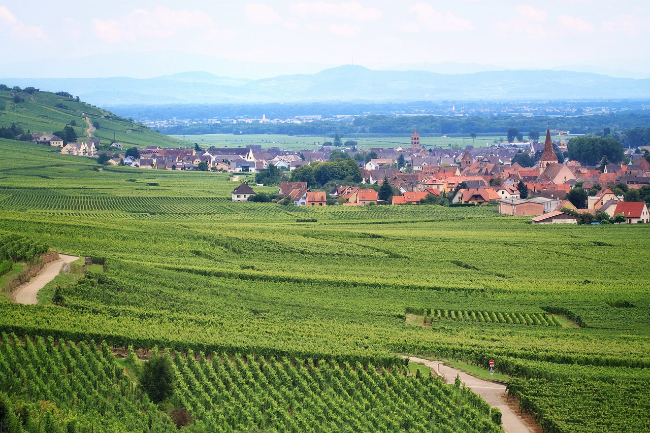 vineyard france agriculture free photo