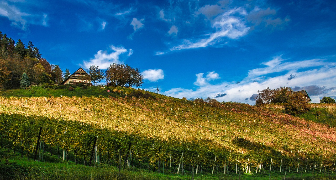 vineyard landscape wine growing area free photo