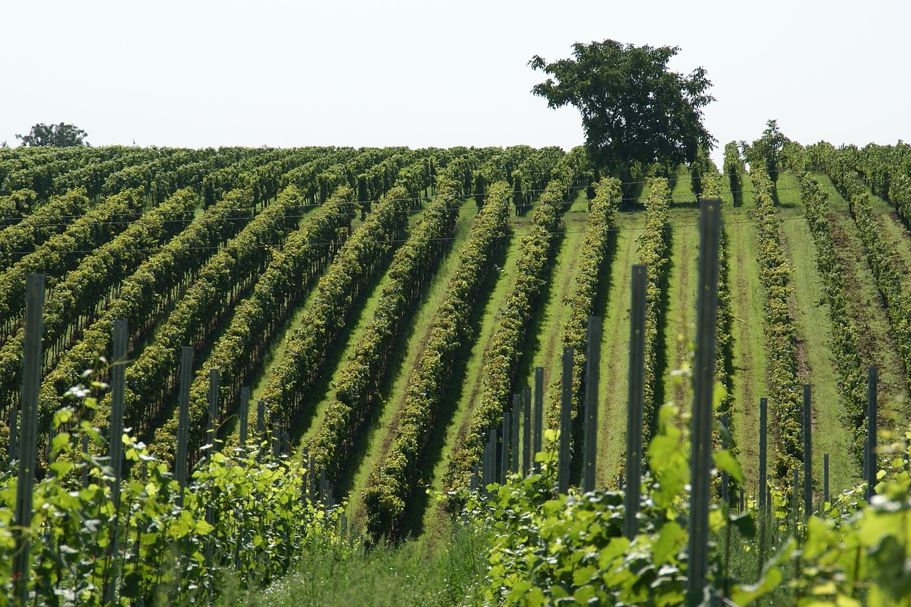 vineyard field agriculture free photo