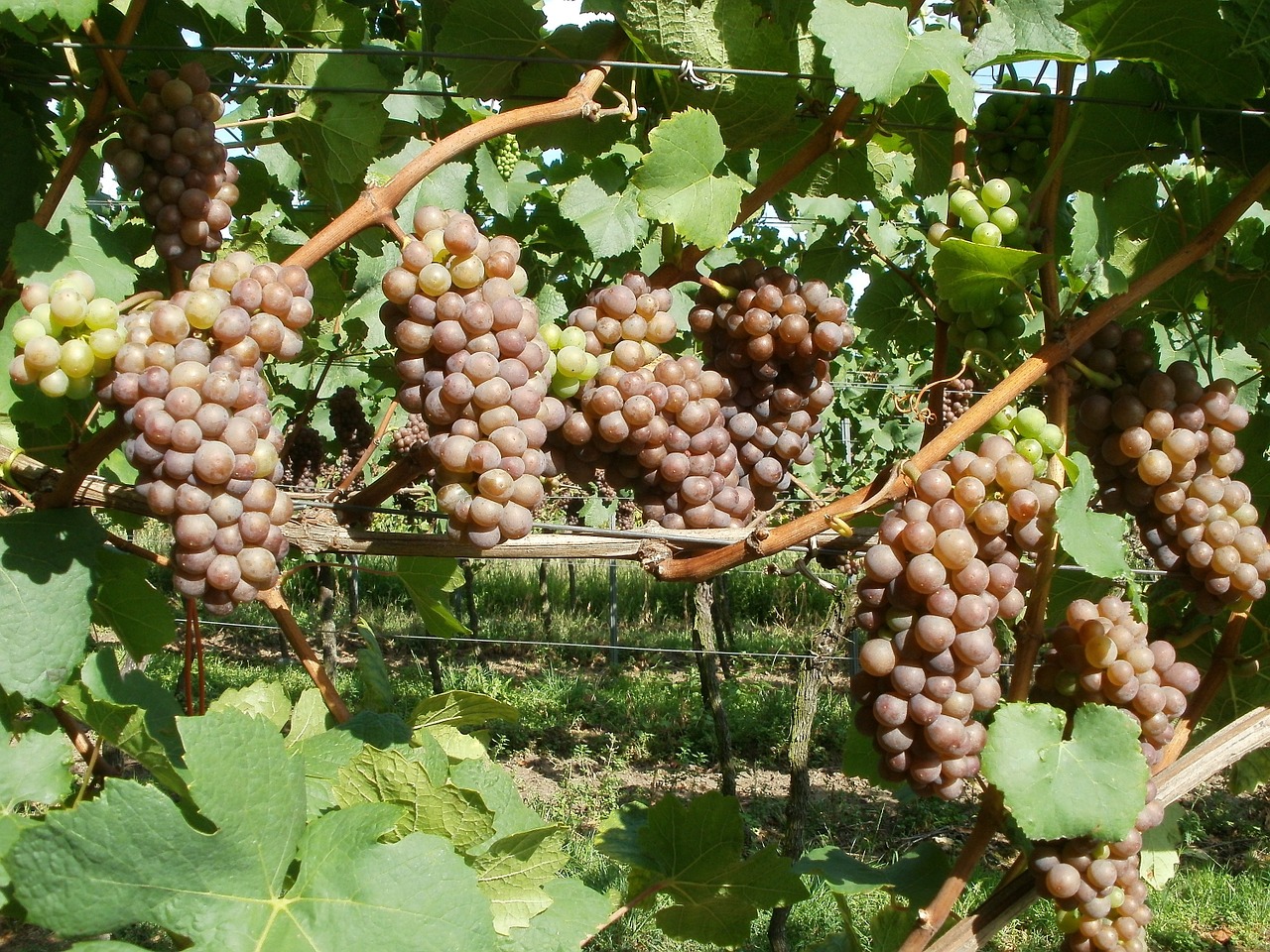 vineyard grapes letzenberg free photo