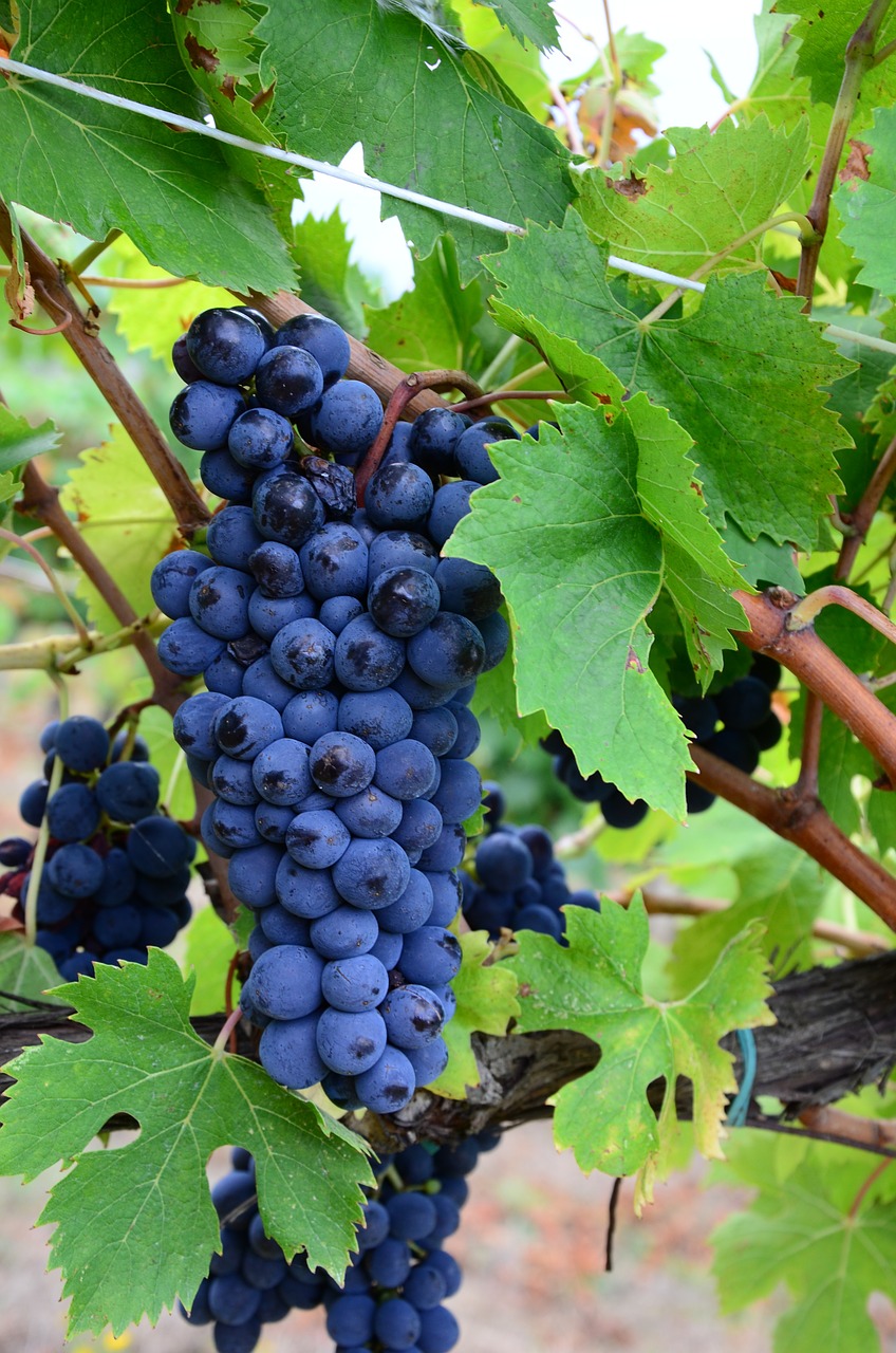 vineyard grape tuscany free photo