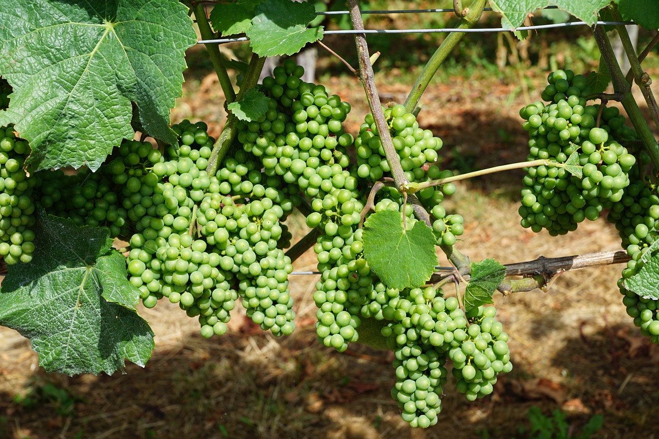 vineyard grape green free photo