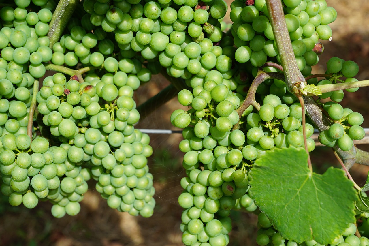 vineyard grape green free photo