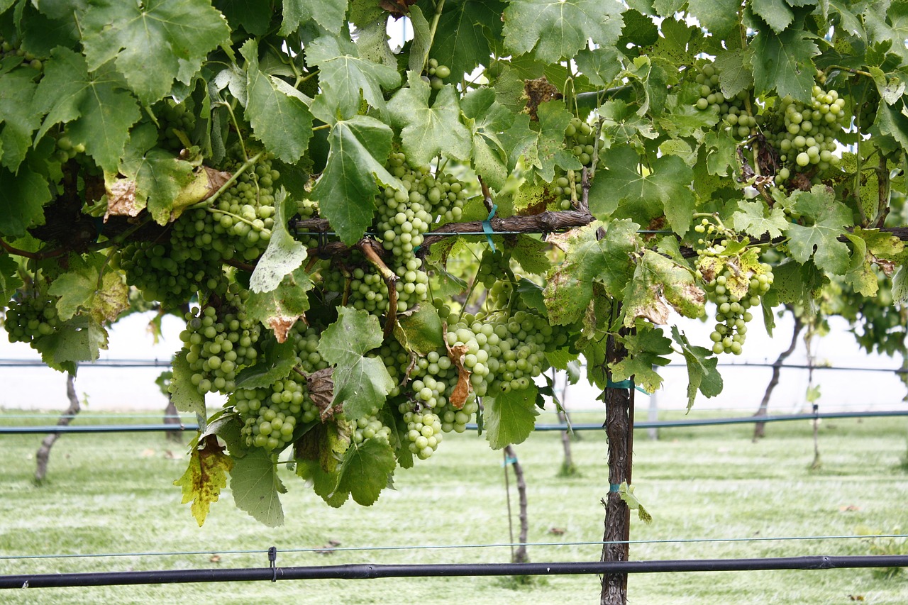 vineyard grapes plant free photo