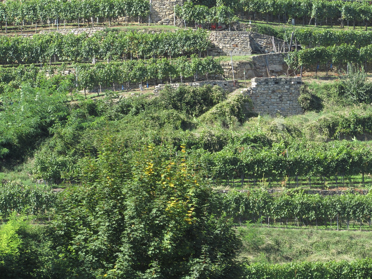 vineyard slope danube valley free photo