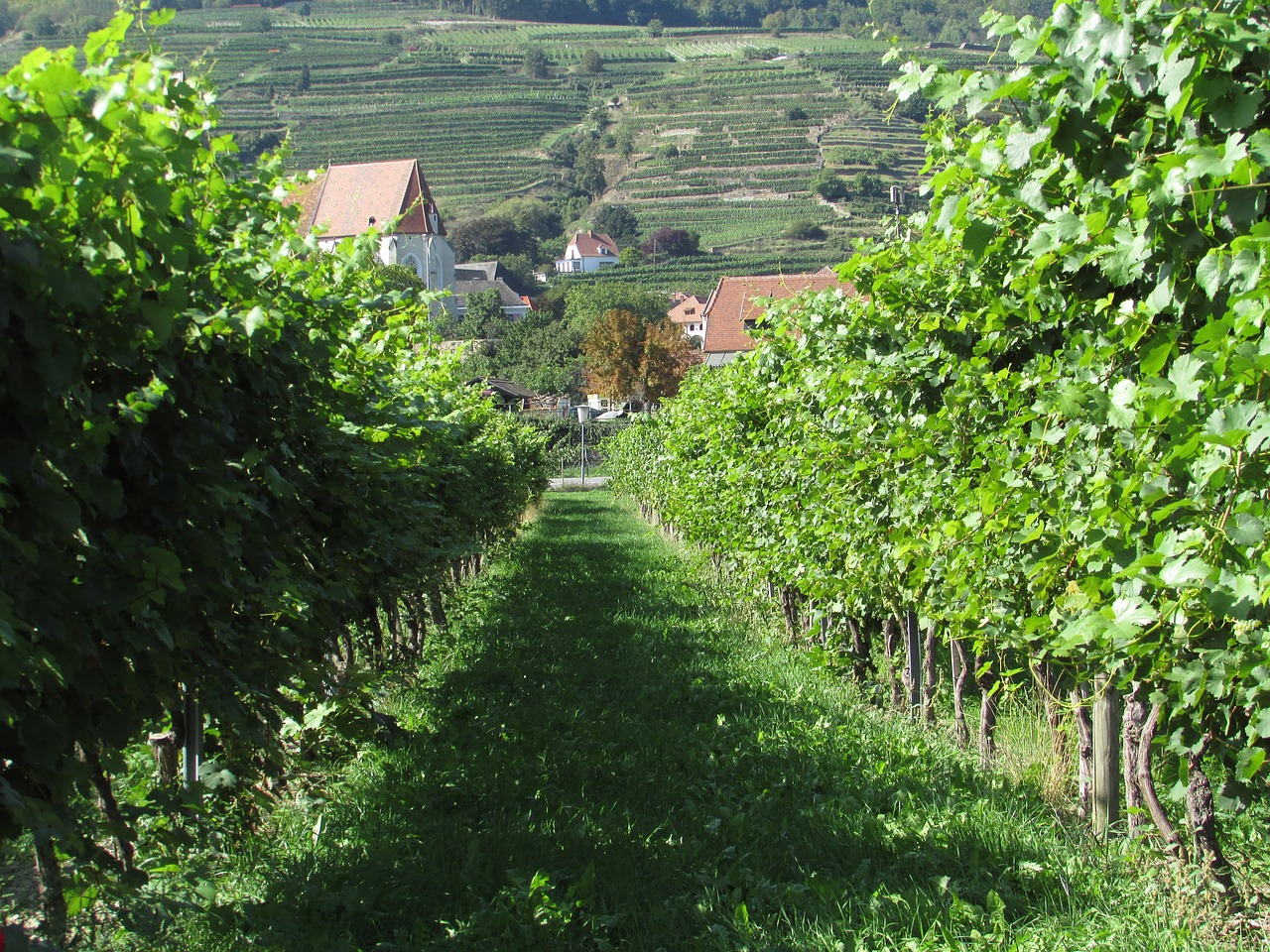 vineyard wachau austria free photo