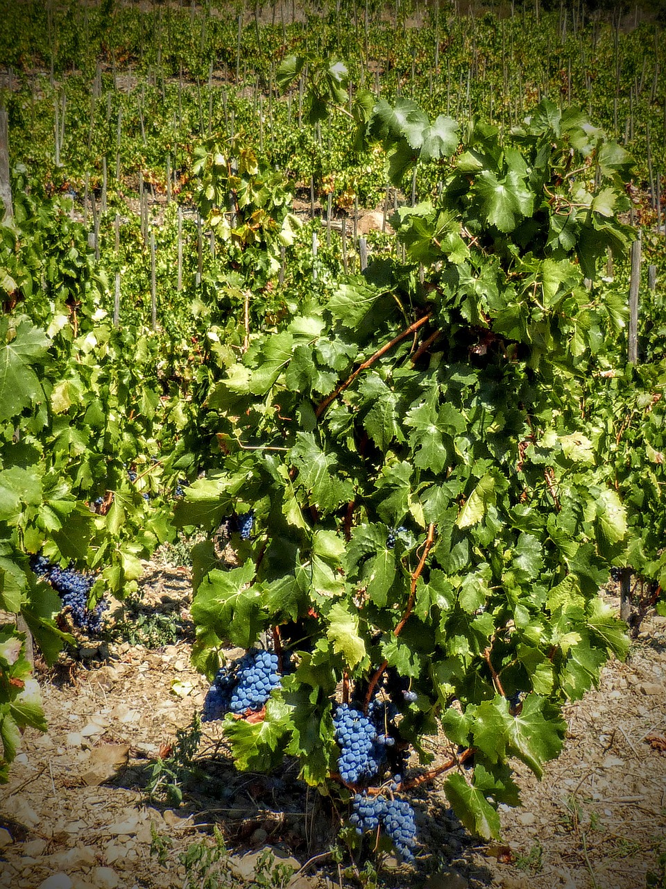 vineyard priorat grapes free photo