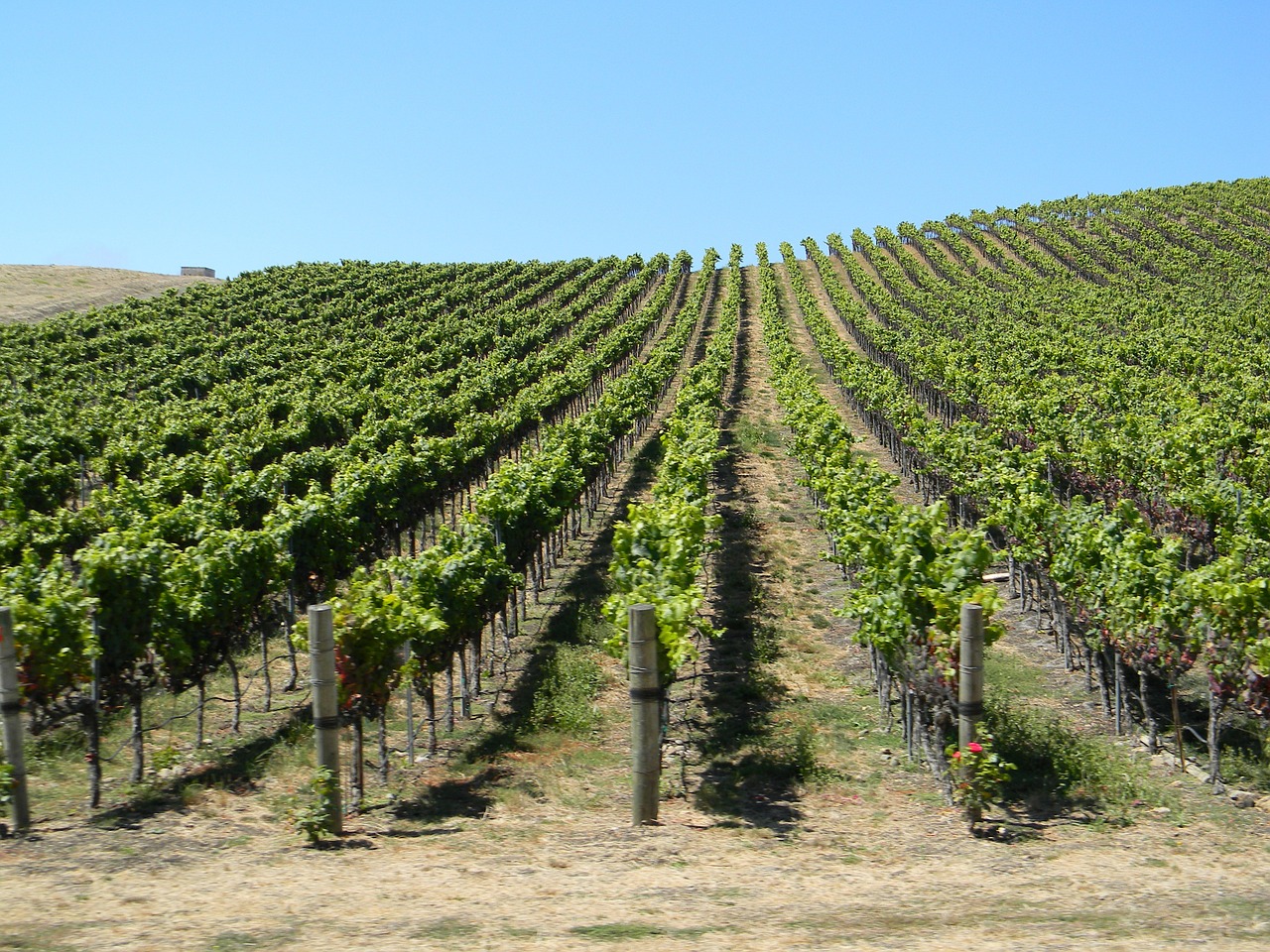 vineyard california scenic free photo