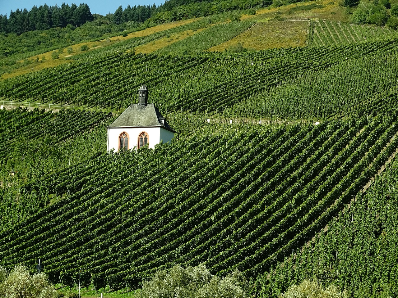 vineyard wine landscape free photo