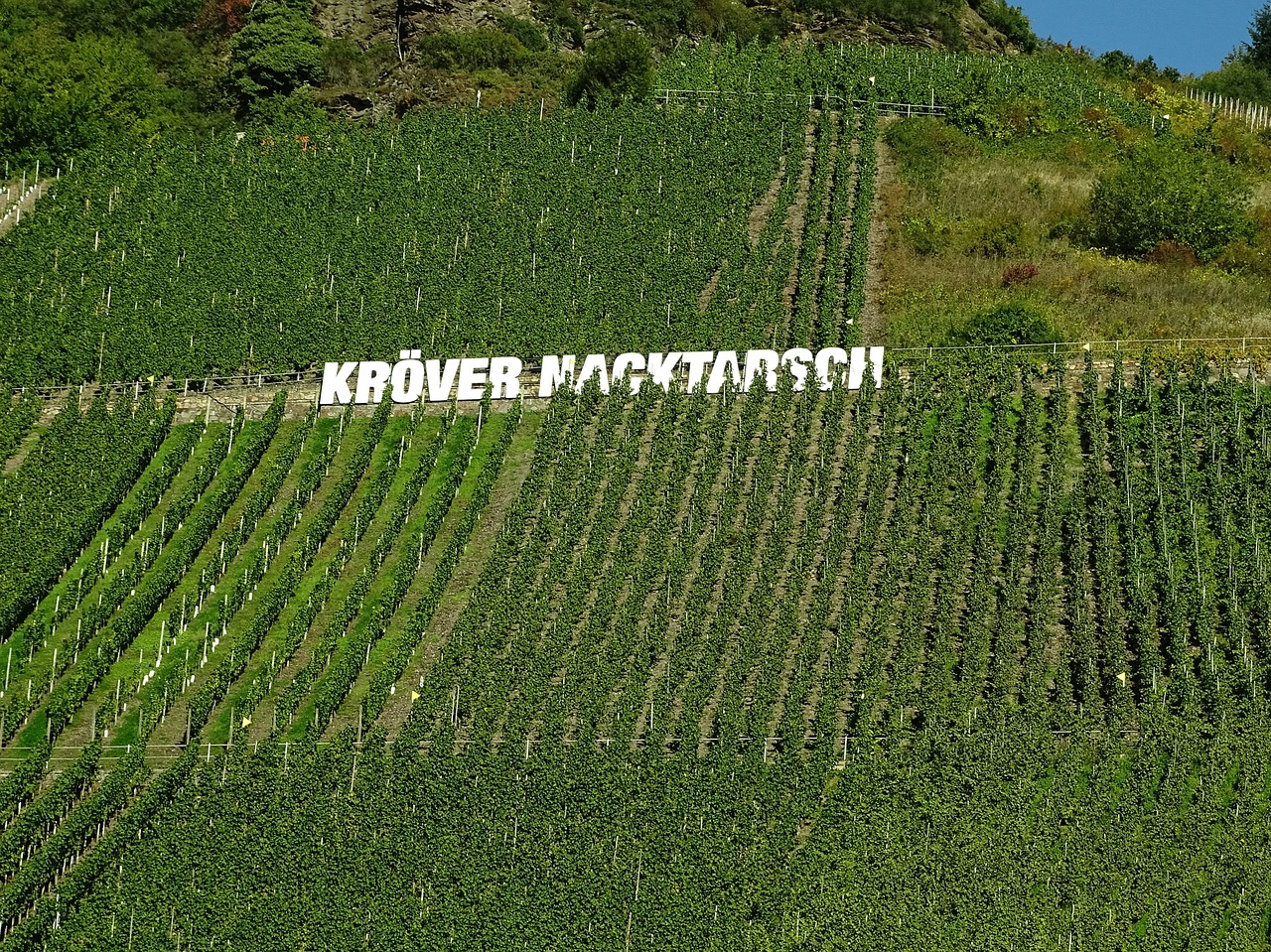 vineyard mosel winegrowing free photo