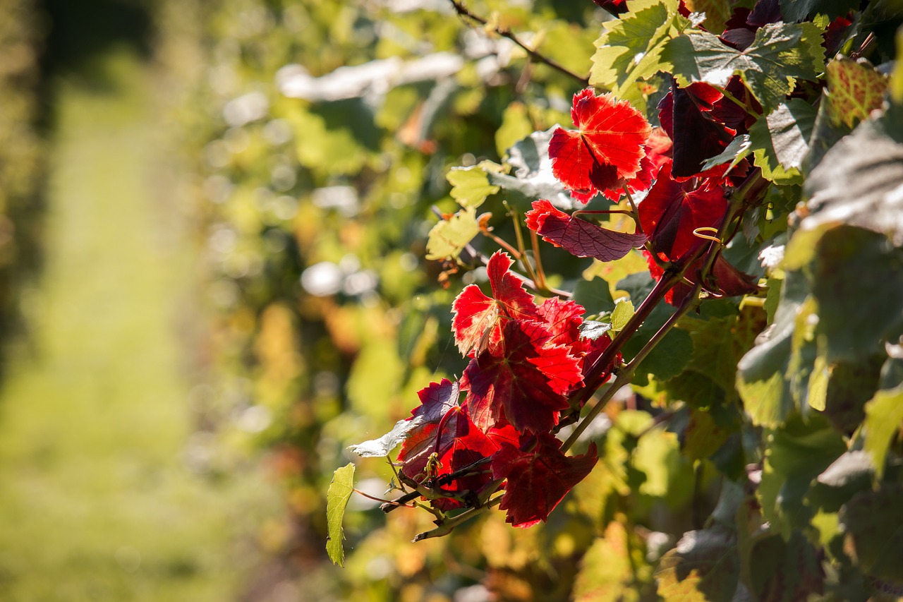 vineyard vine autumn free photo