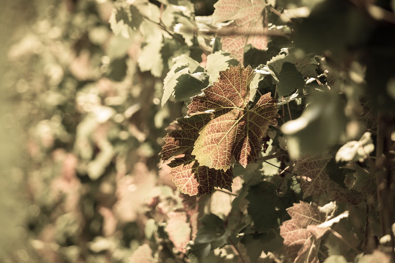 vineyard vine autumn free photo