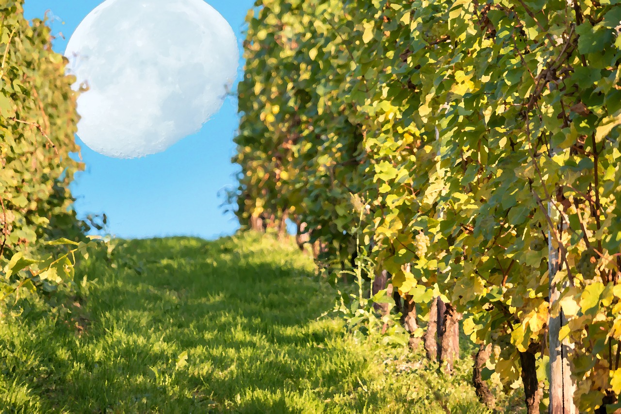 vineyard moon vine free photo