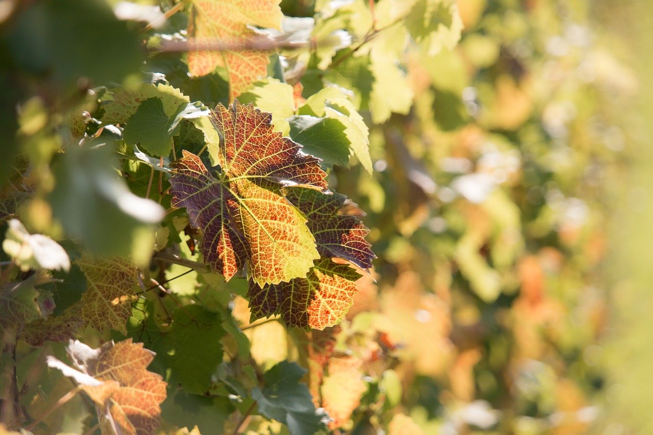 vineyard vine autumn free photo