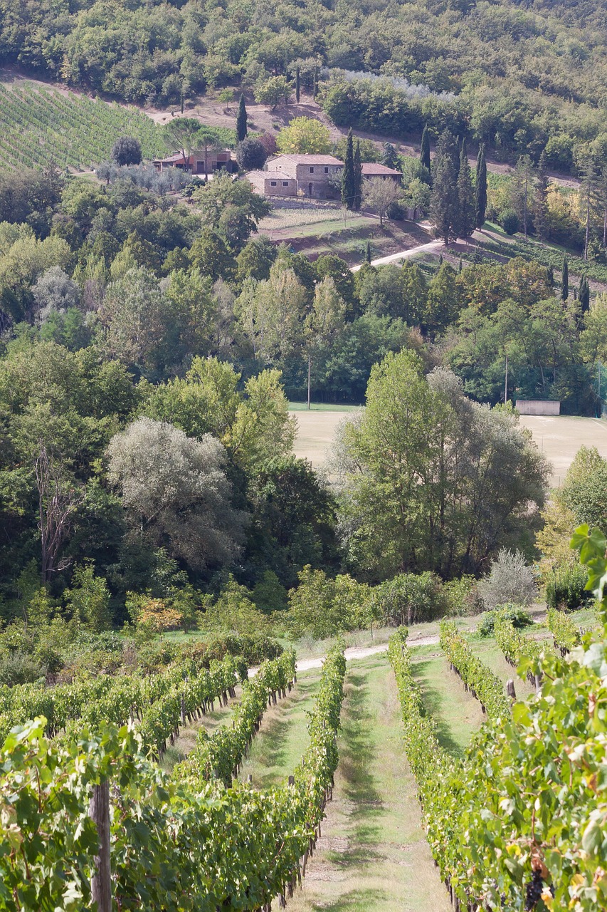 vineyard wine farm free photo