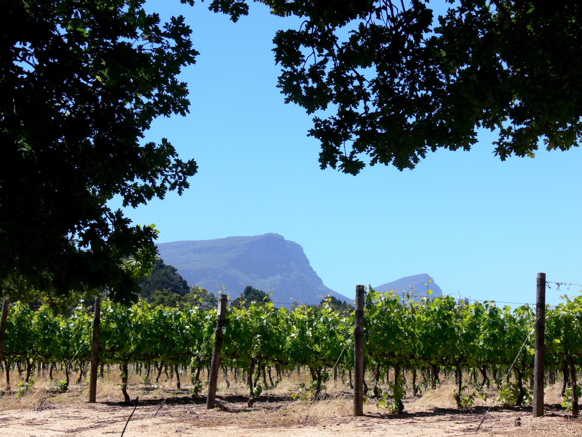 vineyard cape province south africa free photo