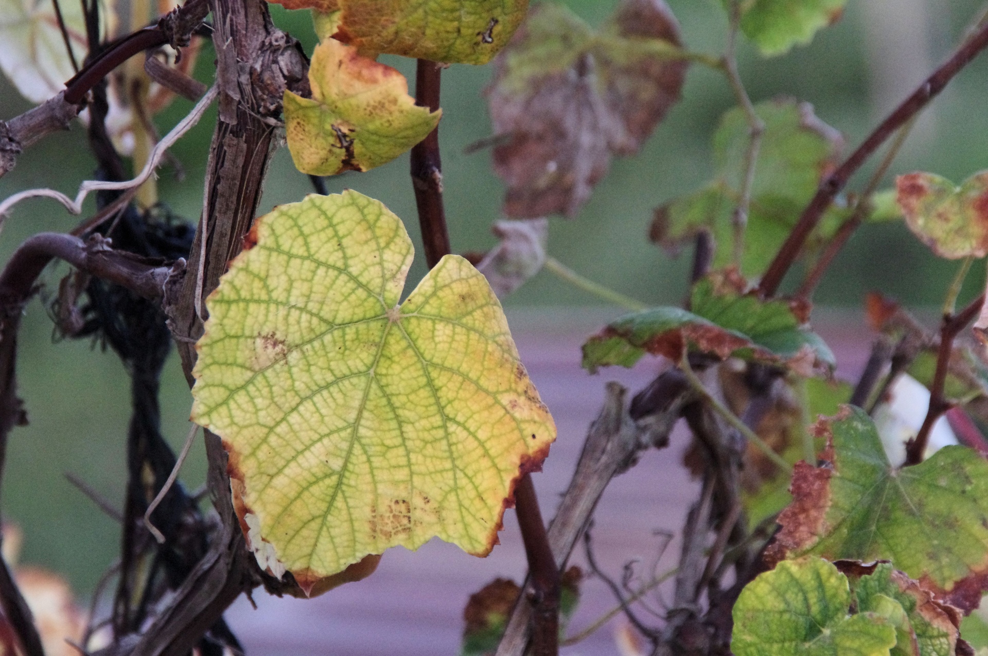 vineyard autumn background free photo