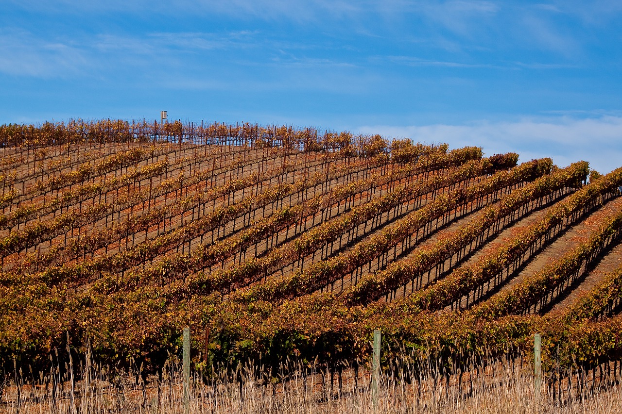 vineyard in sonoma vineyard sonoma free photo