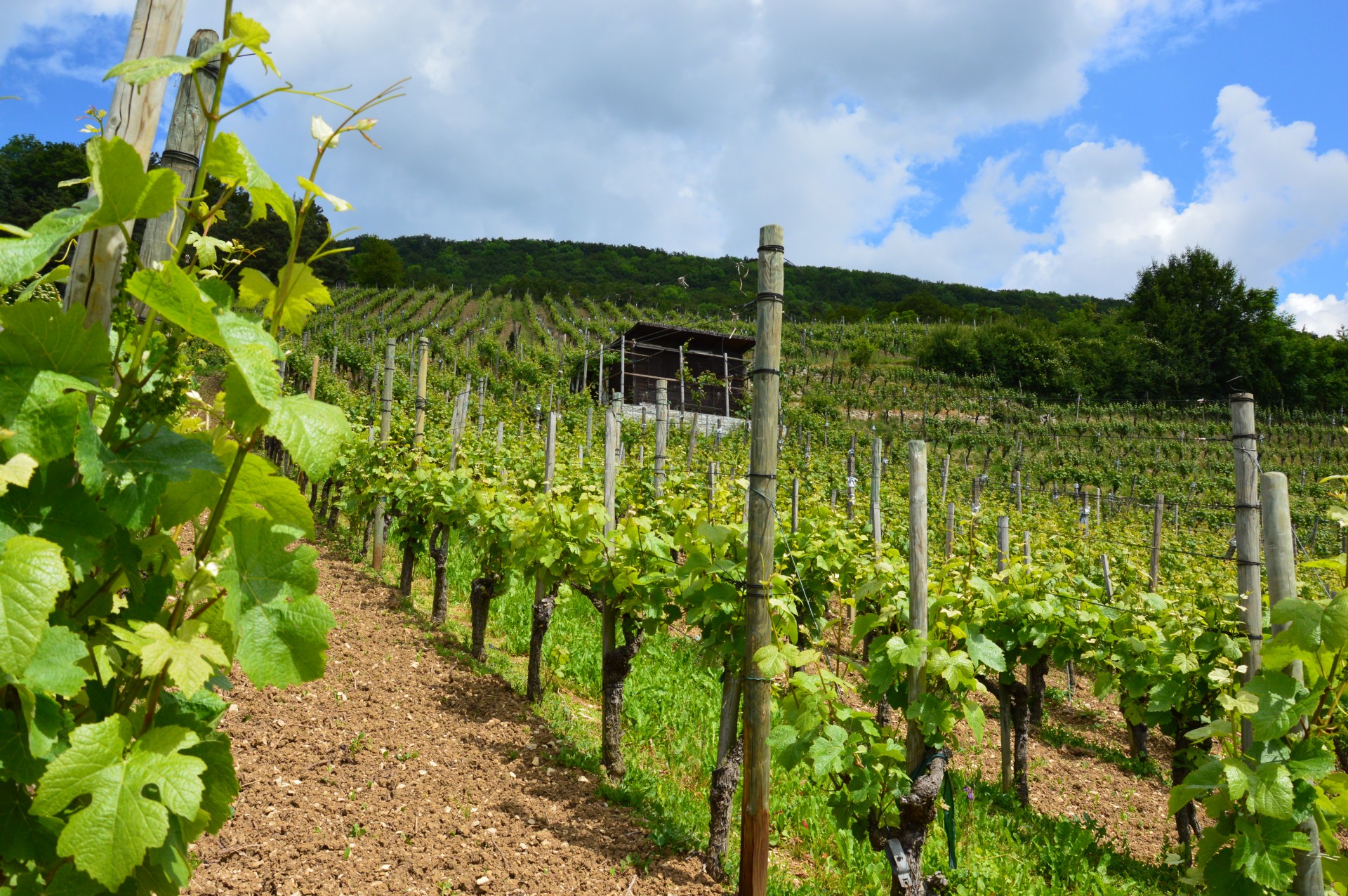 vineyard vines hill free photo