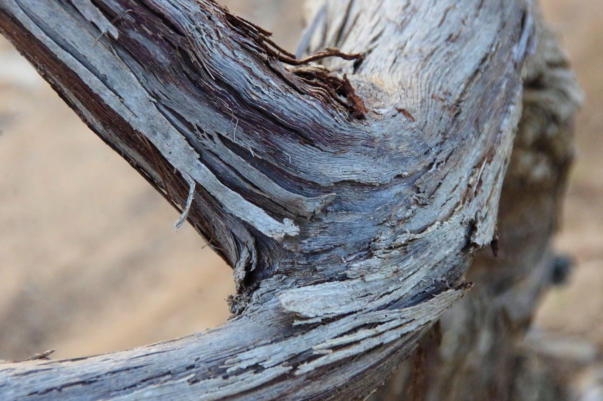 vineyard wooden texture free photo