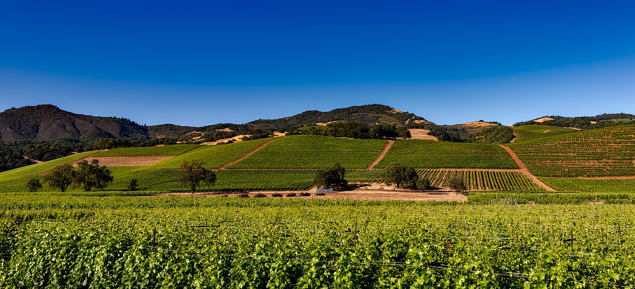 vineyards napa valley california free photo