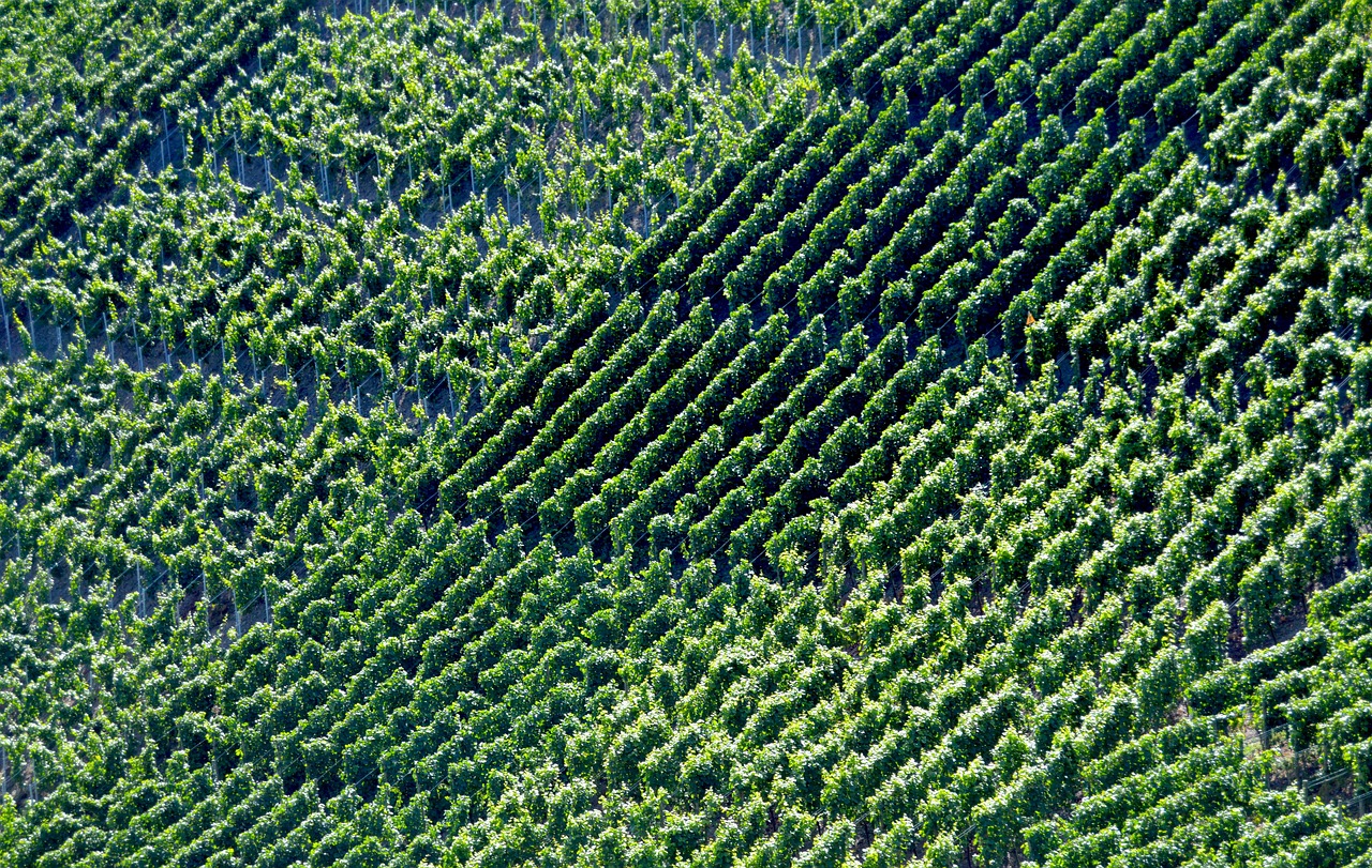 vineyards winegrowing vines free photo