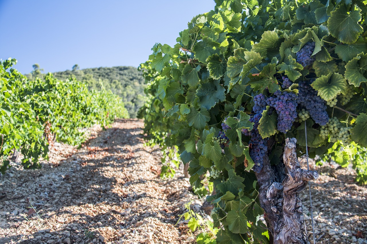 vineyards vine grape free photo