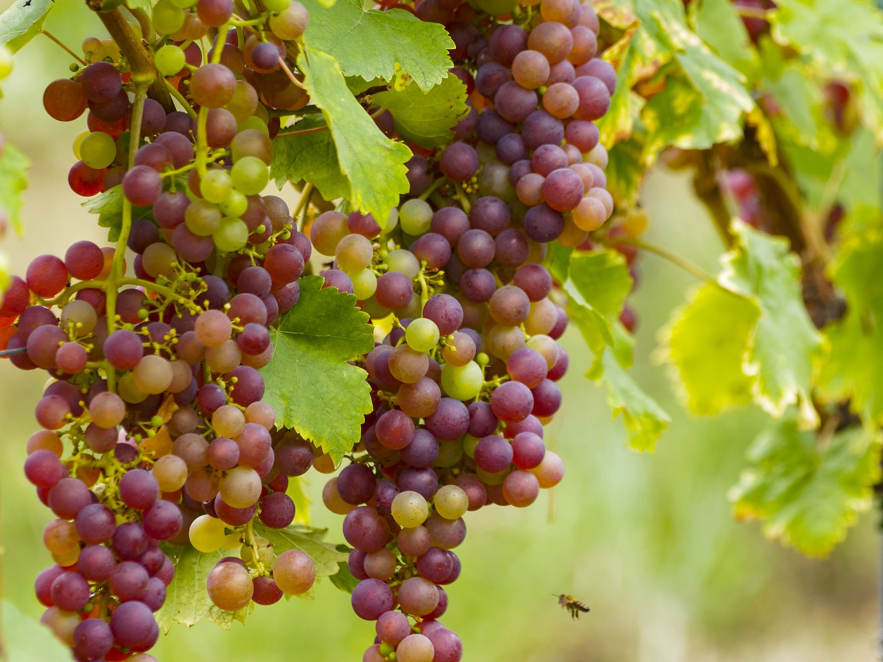 vineyards grapes fruit free photo