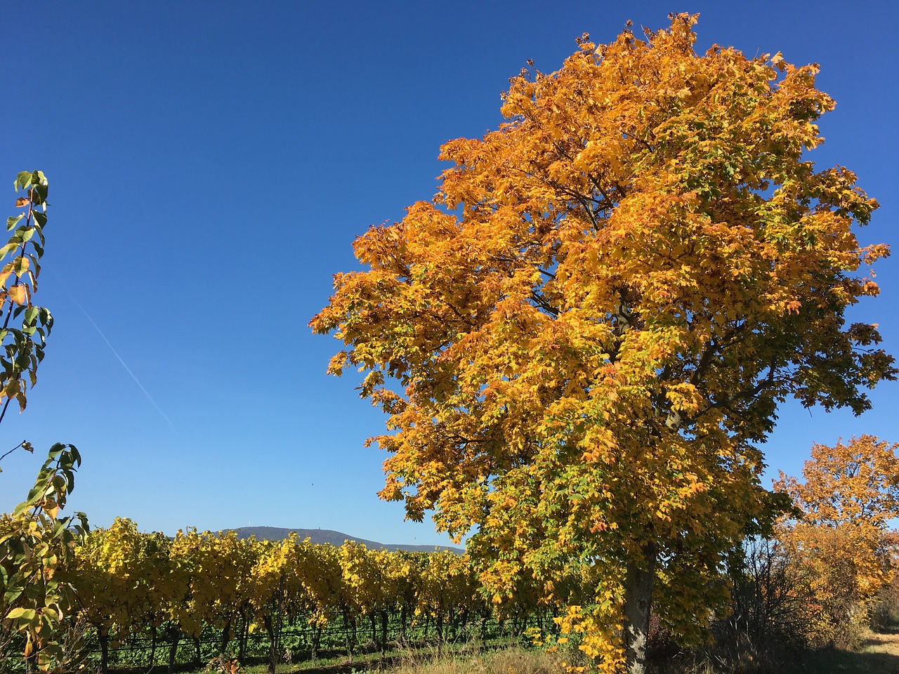 vineyards autumn deciduous tree free photo