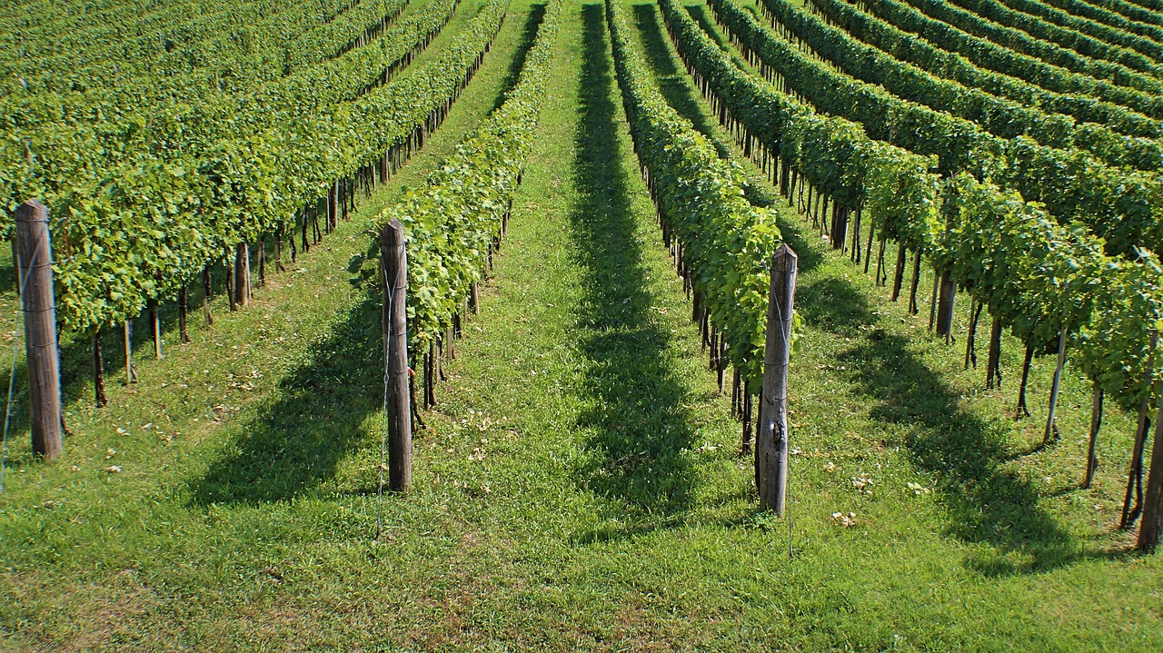 vineyards winery wine free photo