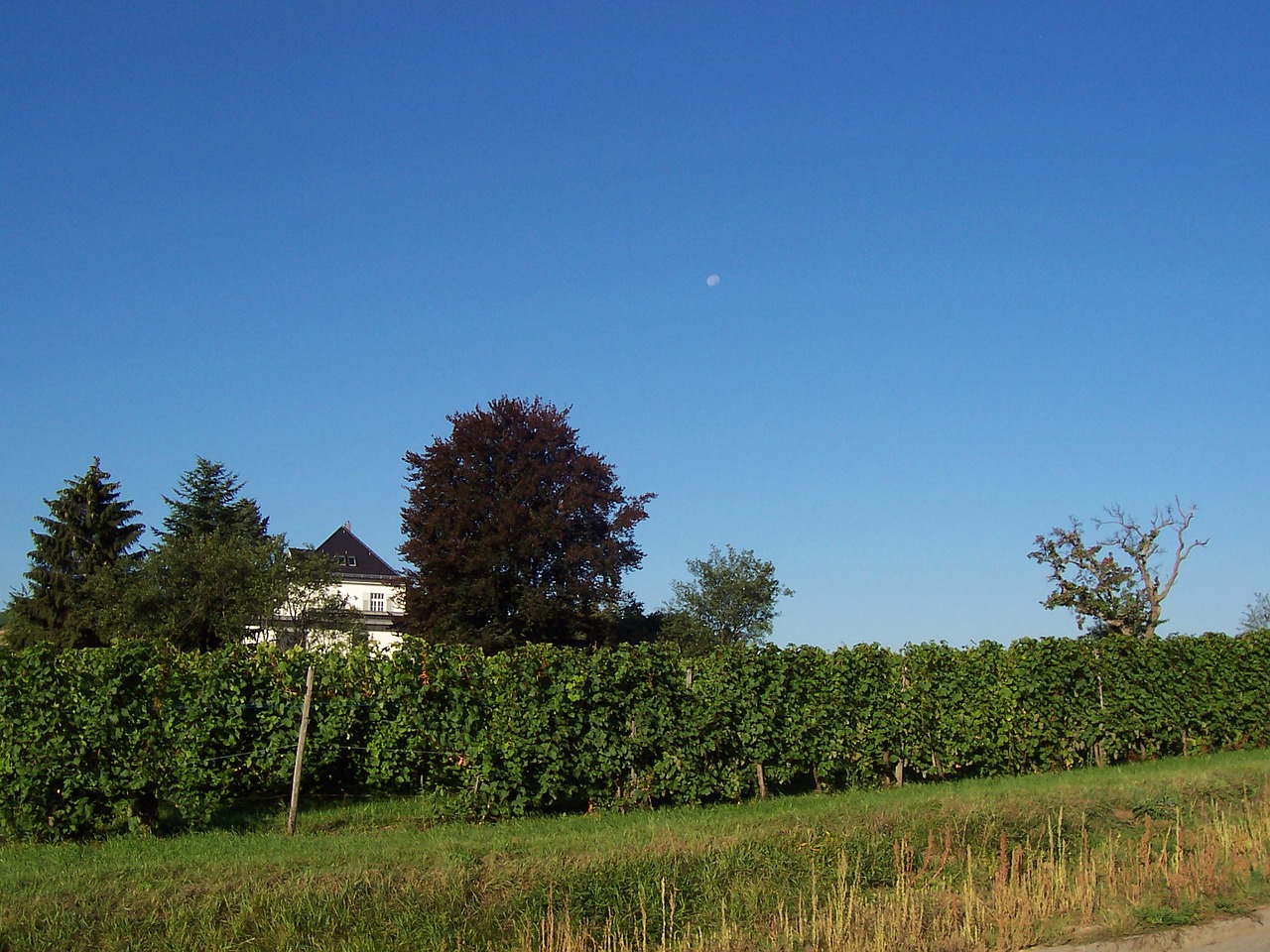 vineyards heilbronn landscape free photo