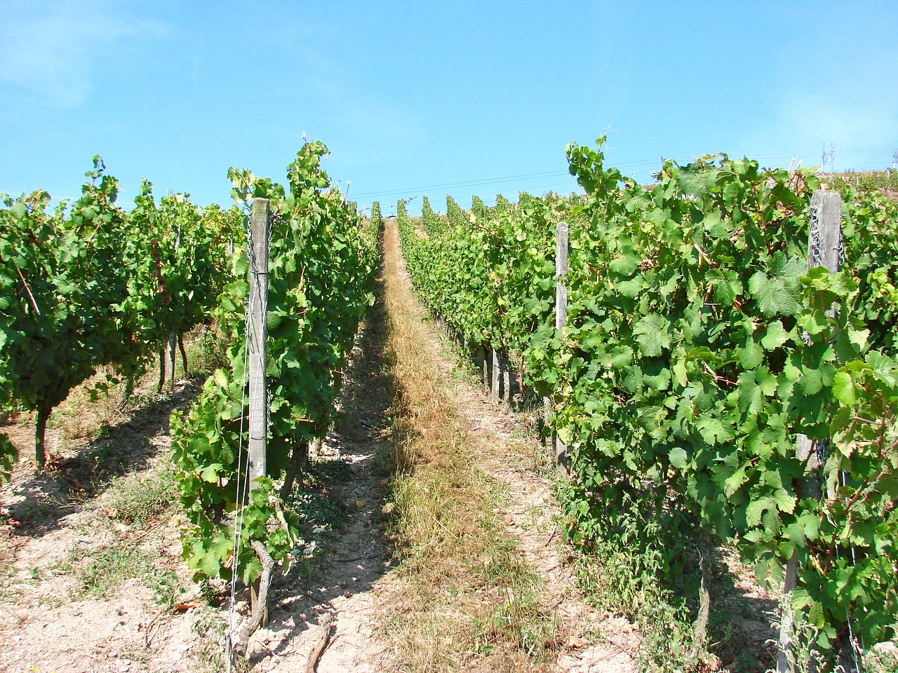 vineyards germany rhine free photo