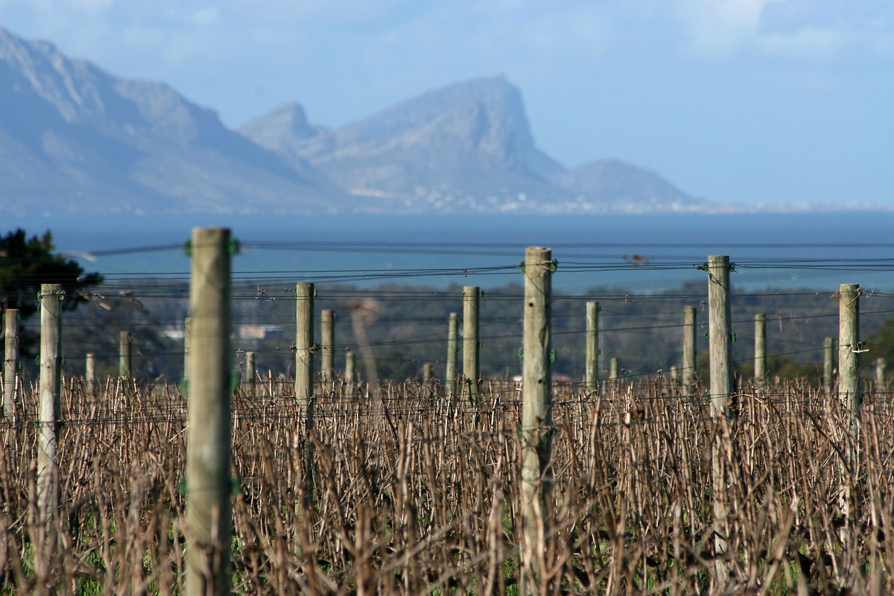 vineyards sea wine free photo