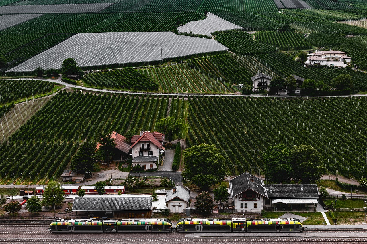vineyards vines winegrowing free photo