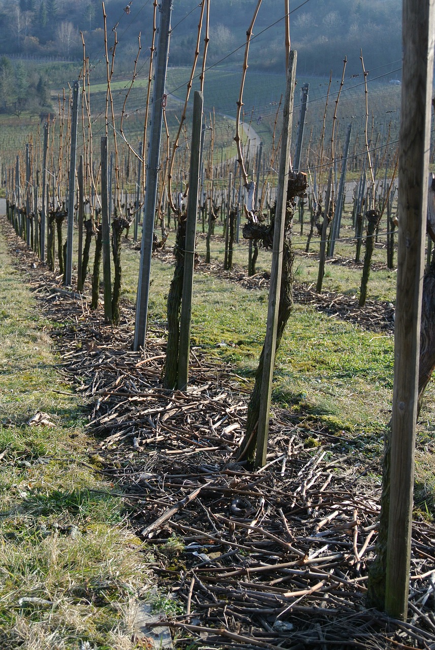 vineyards vines wine free photo