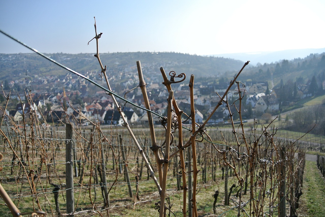 vineyards vines wine free photo
