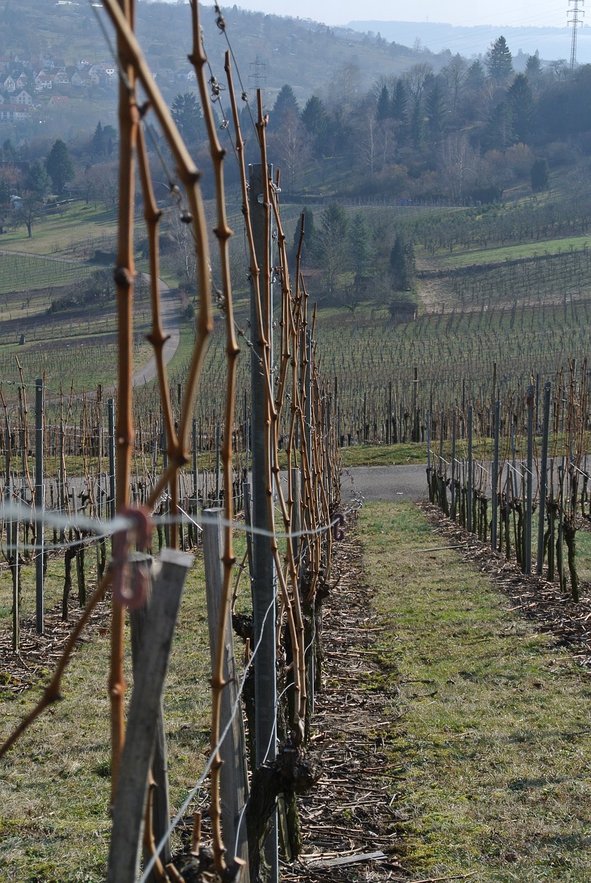 vineyards vines wine free photo