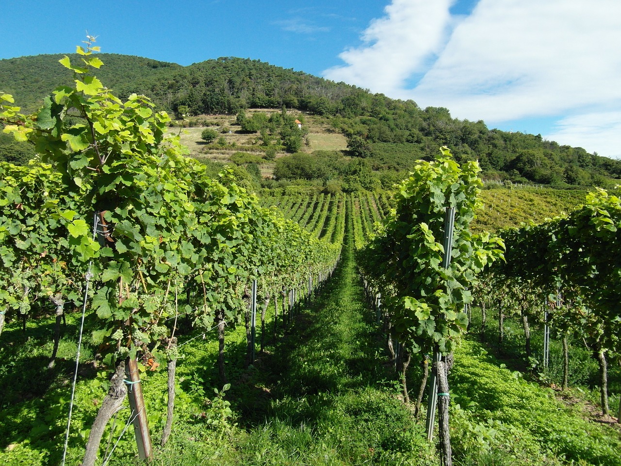 vineyards wine wine harvest free photo