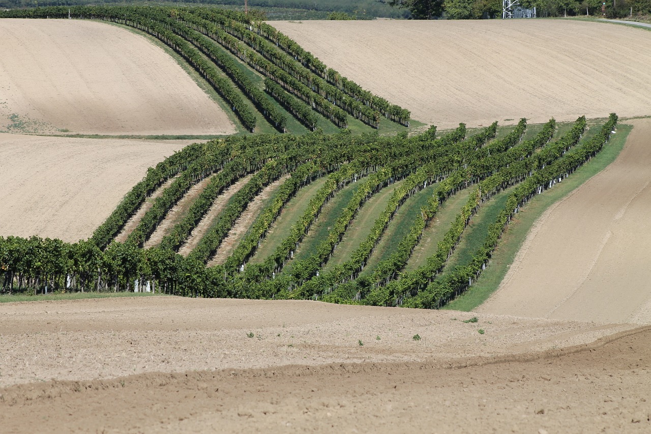 vineyards landscape grapevine free photo