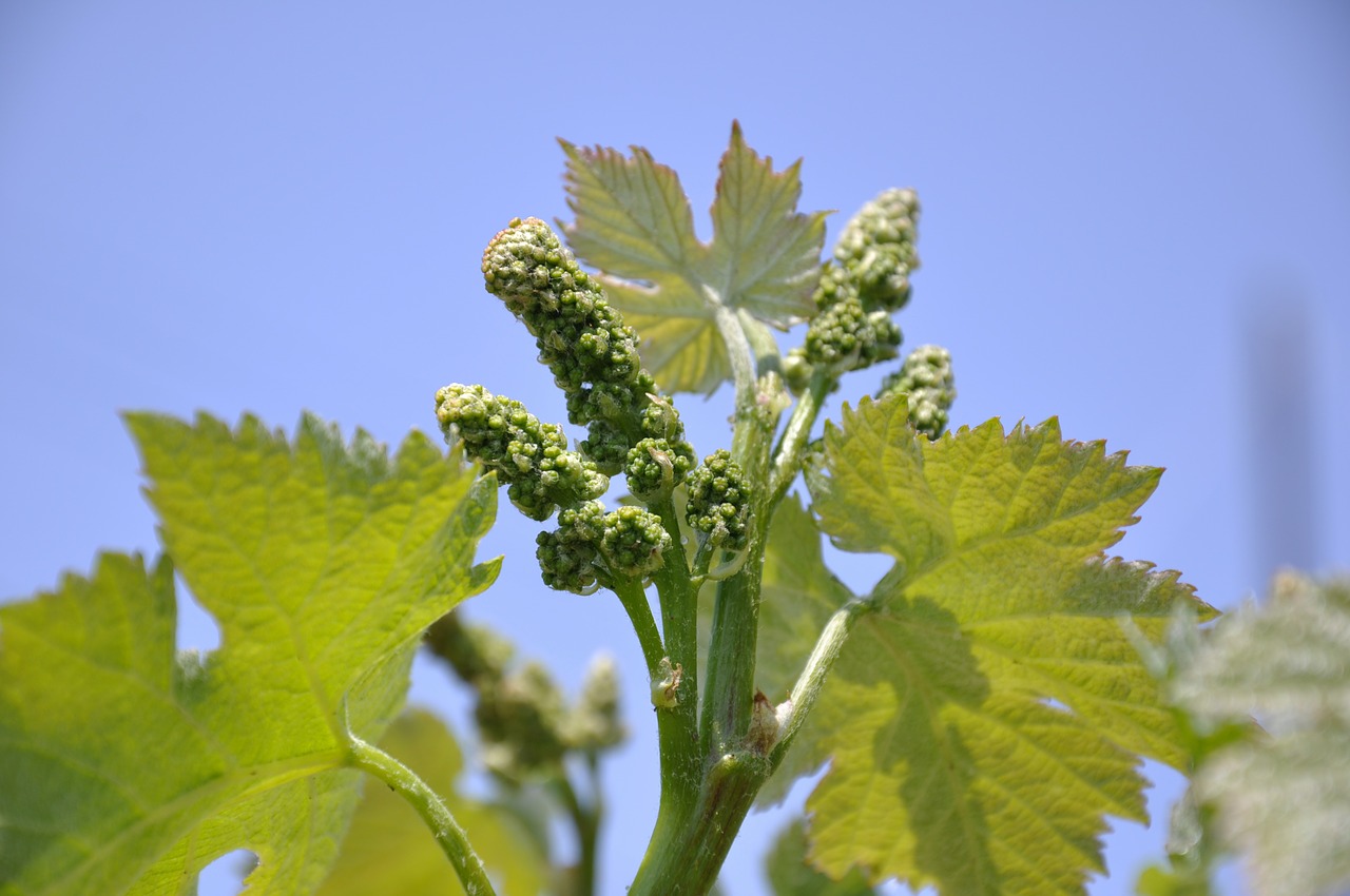 vineyards new shoots japan free photo