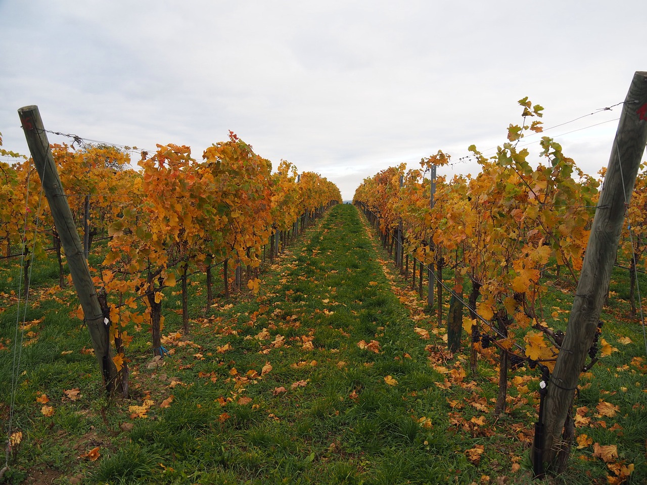 vineyards vines grapes free photo