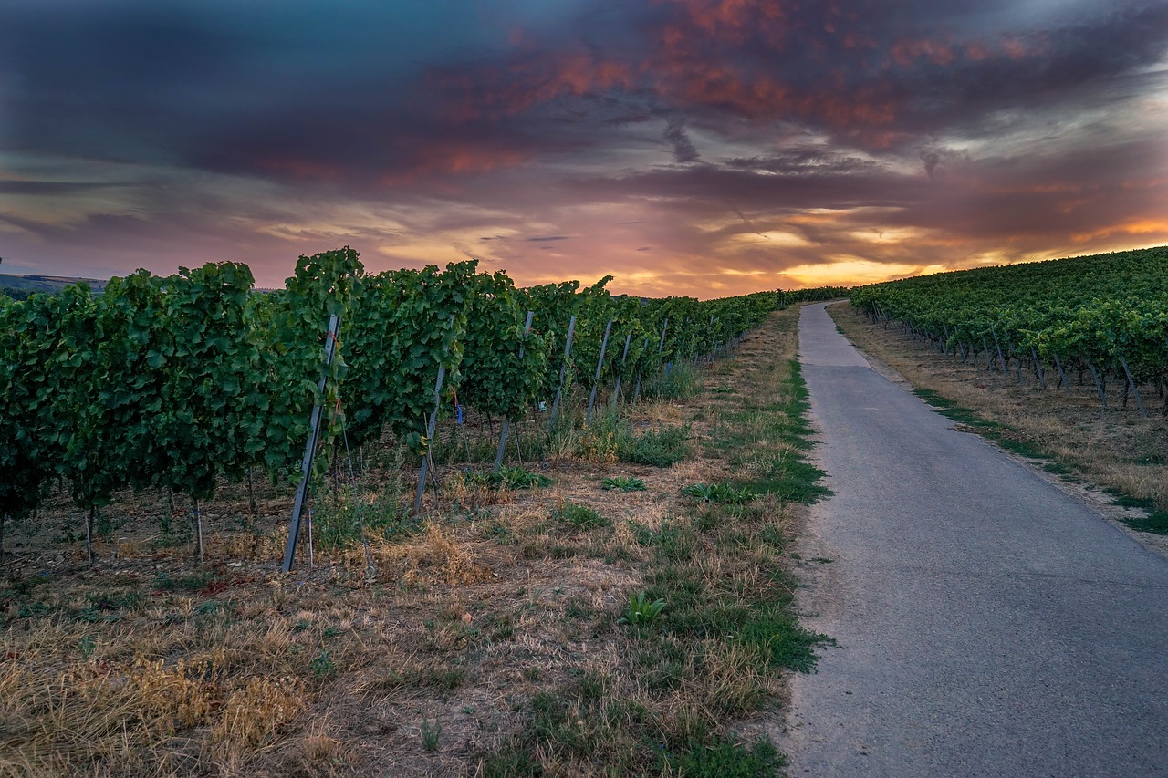 vineyards  sunset  landscape free photo