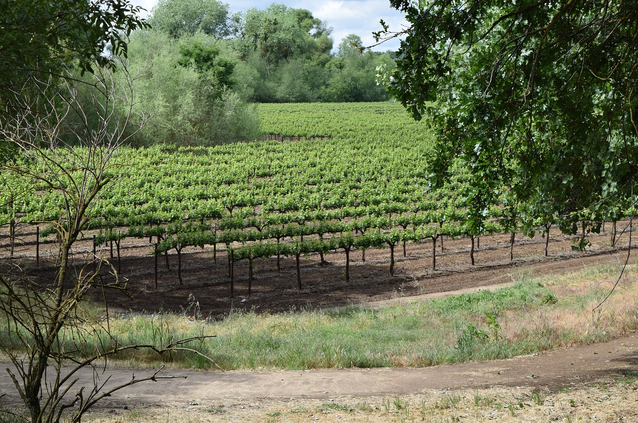 vineyards  grapevines  grapes free photo