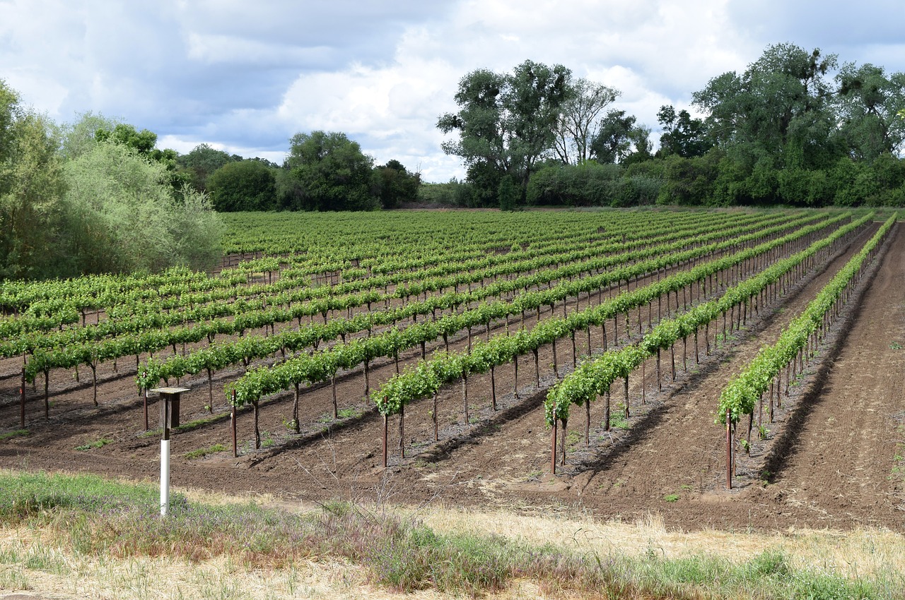 vineyards  grapevines  grapes free photo