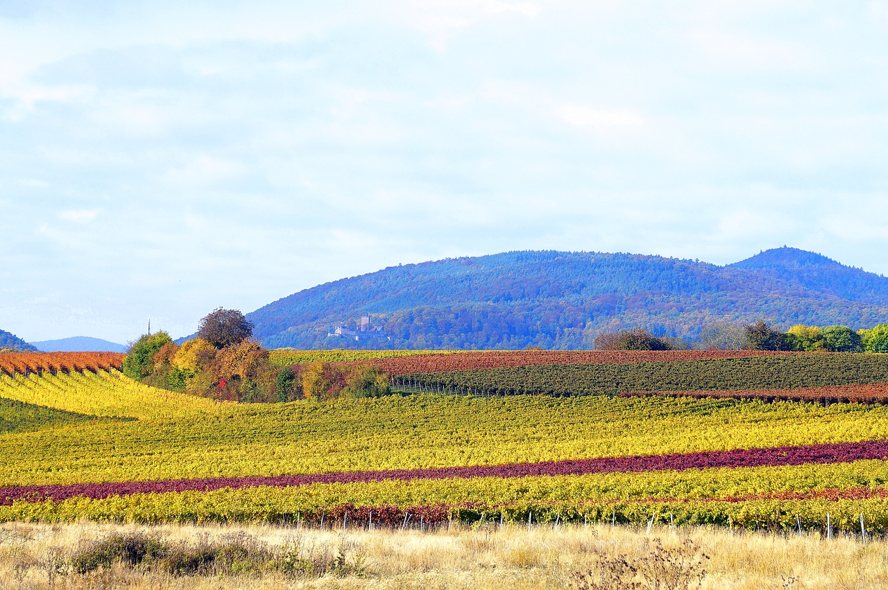 vineyards  autumn  landscape free photo