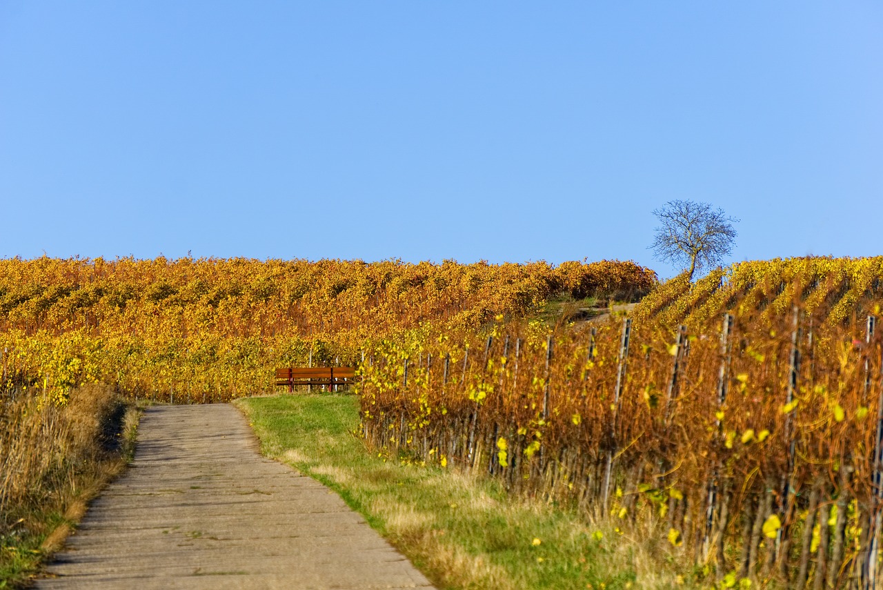 vineyards  vines  vineyard free photo